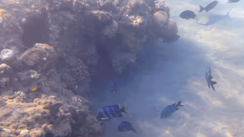 Item #32522392328516293709208538786472574869311995244495637720412795665142519955461 Media