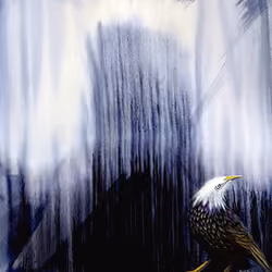 Bald Starling