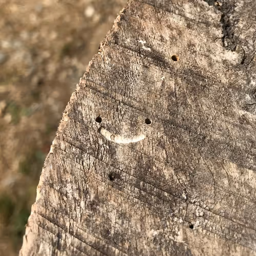 Untitled Collection #28038284 - old