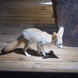 Fennec Fox