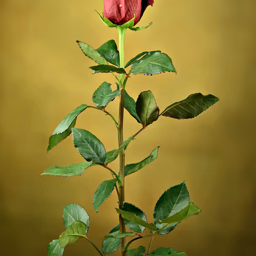 Magical Yellow Rose.
