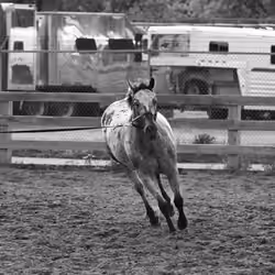 Morning Lunge