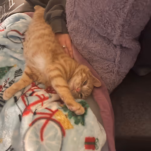 Pepitathekitten