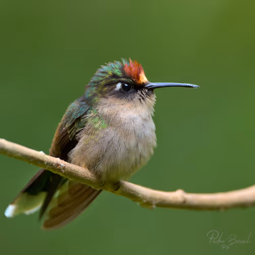 Item #76723362783280478533997952640177478162370392864243199552253501715106446180353 Media