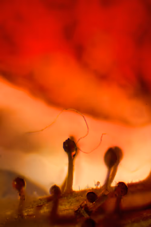 Item #70527450747548230522111899750416547594434158801107612514171876650439506132993 Media