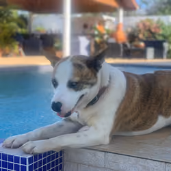 Mishka chilling