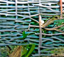 Lizard upping the fence