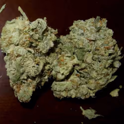 PUTIN PACK😵💨