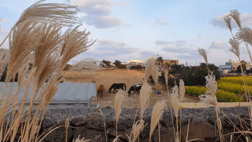 Untitled Collection #219464494