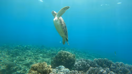 Item #93917210928009552265570427413341546020590352631026157694666951321950038786050 Media