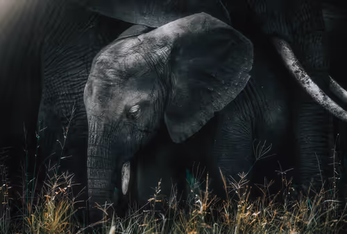 Item #46146454175190830687847236221543248864679735900060228179798027758308276830209 Media