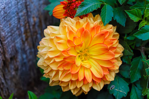 Item #19684374529110288056520570276703370007863893692966726326193838081110022553601 Media