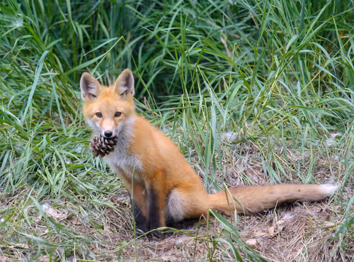 Item #19207338348144225692080396183640865546201068415206893468727031823378071683073 Media