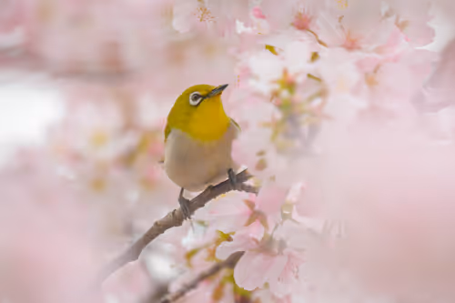 Item #15286439154353413258560728673590493507949724092509999987352070380190074667009 Media