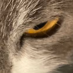 grumpy cat