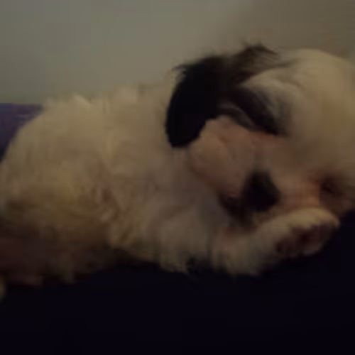 Mochi- First night home