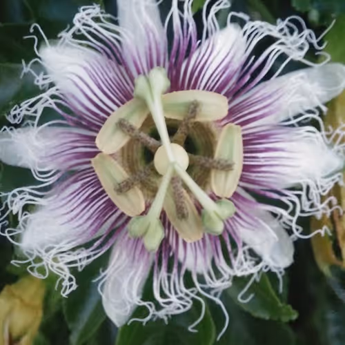 NFTlootboxx Collection