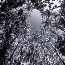 A Palm Tree's Tale #25