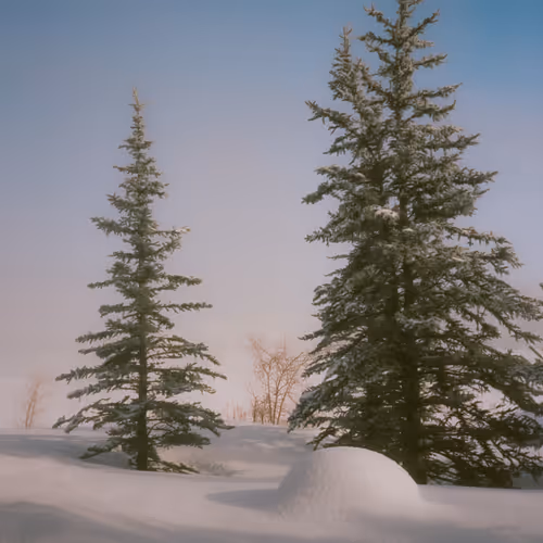 Snowy Pines 