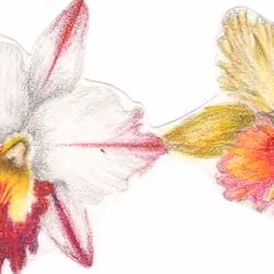 Orchids #7.0