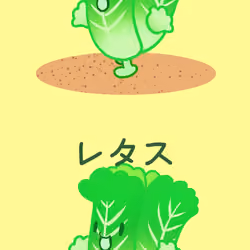 Fresh Lettuce
