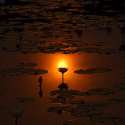 The sun shines #043 lotus pond