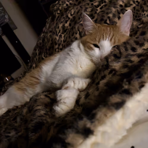 The Coolest Cool Cat