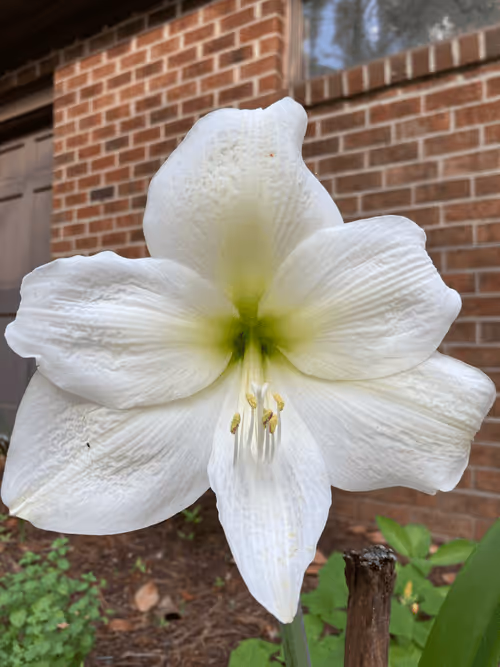 Item #40090172695085413256965535555586358742660933280315103792741764914152602599425 Media