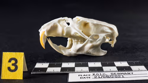 Item #32615301797037247882275066843320251953525887094996780073489952961511513128961 Media