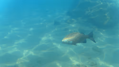 Item #32522392328516293709208538786472574869311995244495637720412795690431287394309 Media