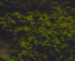 Test moss
