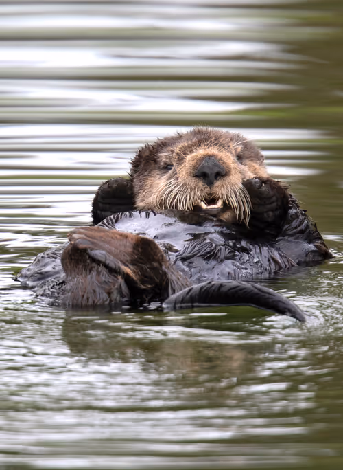 Item #19207338348144225692080396183640865546201068415206893468727031791492234477569 Media