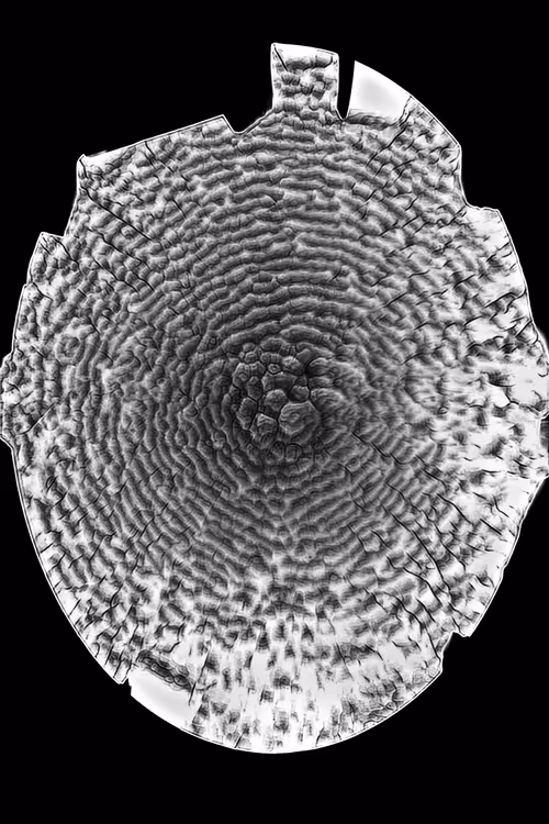 Item #19878596446725955897409150779416185298252979544722235927847960511818424647681 Media