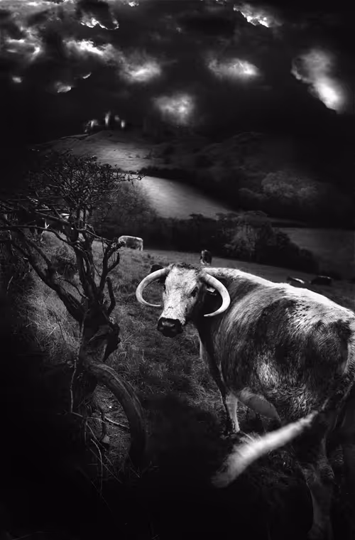 Item #40160686583094733528677484039903516258611509642019211679321071635391072698369 Media