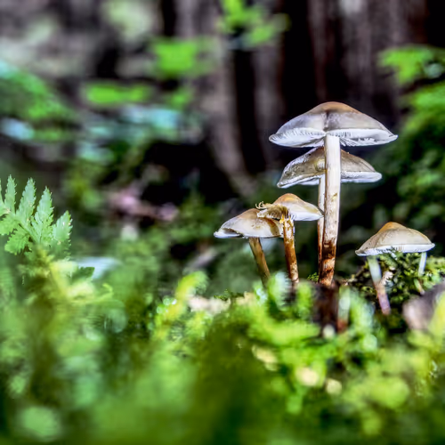 Realfungi
