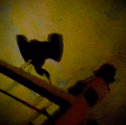 Stowaway