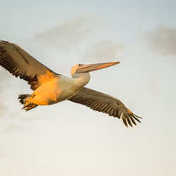Pelican Glide