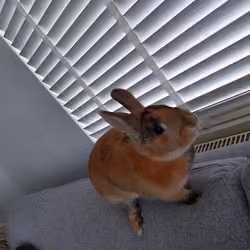 Roy The Rebel Rabbit 148