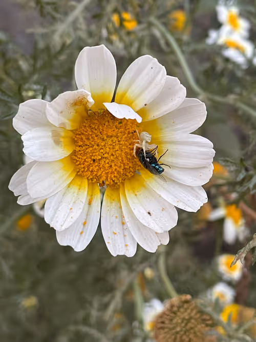 Item #46997670808258727588824919489635834855552351332136114074894367737973829533697 Media