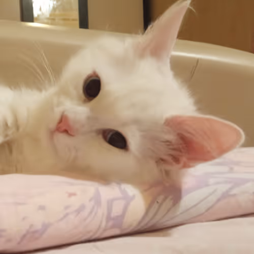 Item #763224073280193224173041358155125596503139434424356380946212173954271936513 Media