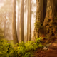 Redwoods in the Mist