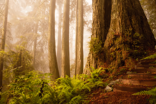 Redwoods in the Mist
