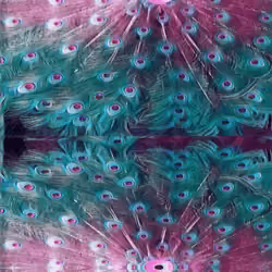 PEACOCK REVOLUTION #3