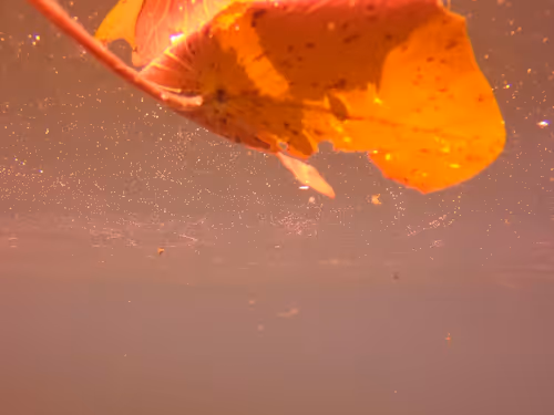 Item #115430421716330114127925714386191036467996783471008022249532804584735187664897 Media