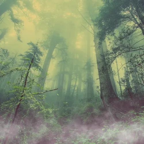 Fog in the forest