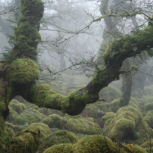 Mysticalwoodland