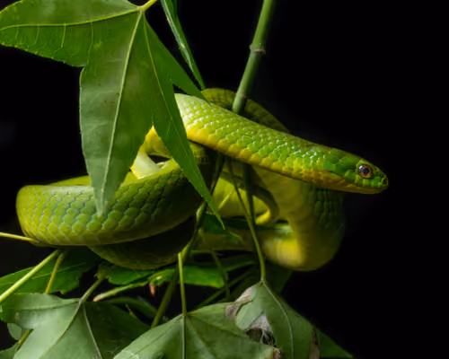 Greater Green Snake