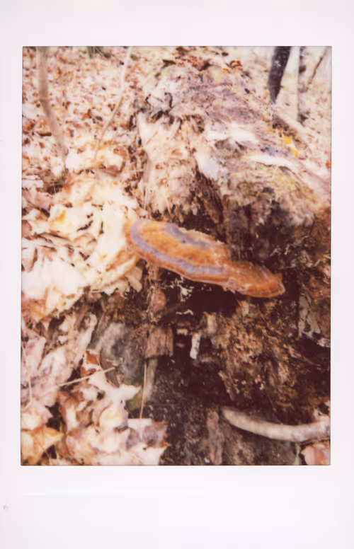 Item #106002358755633072780688393344306535131574018413591107715624238083334710755329 Media