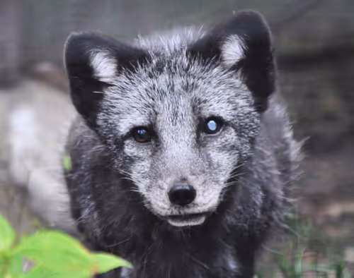 Item #106870078454534698311606461225664382982354268042883800261475775707904082968577 Media