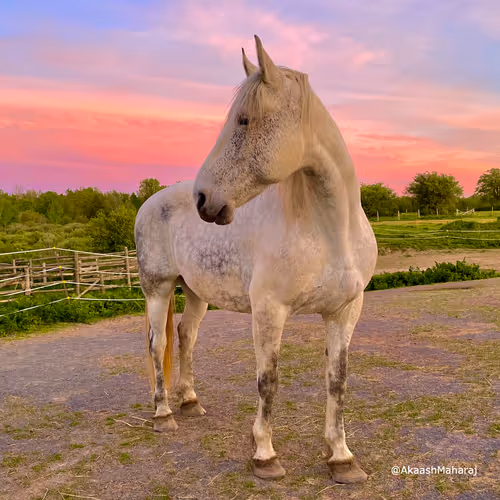 Item #31800249305986006653184288975792858107150763179770957041705214773730624929793 Media